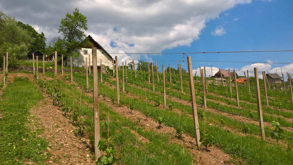 Vineyard Cottage Lustek Novo Mesto Exterior photo